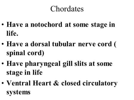 Chordates Have a notochord at some stage in life. Have a dorsal tubular nerve cord ( spinal cord) Have pharyngeal gill slits at some stage in life Ventral.