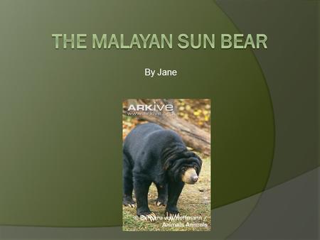 The Malayan Sun Bear By Jane.