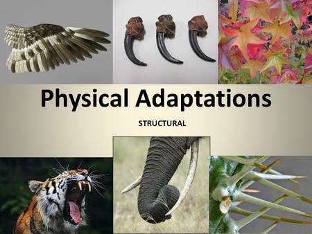 Physical Adaptations STRUCTURAL. CASE STUDY: Polar Bear AdaptationFunction (how does it help the animal?) Long, stiff hair between pads of bear's feet.