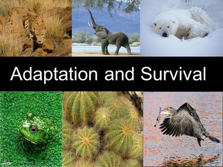 Adaptation and Survival