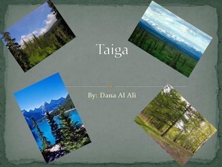 Taiga By: Dana Al Ali.