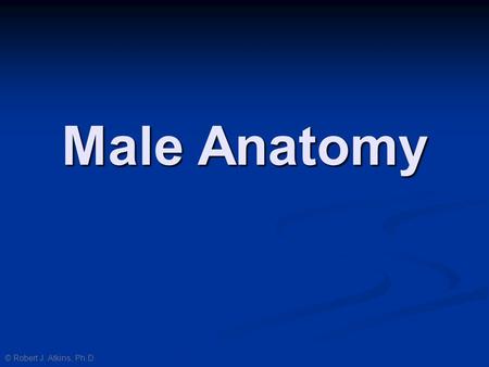 Male Anatomy © Robert J. Atkins, Ph.D..