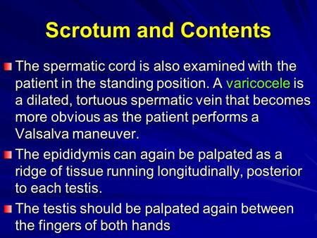 Scrotum and Contents The spermatic cord is also examined with the patient in the standing position. A varicocele is a dilated, tortuous spermatic vein.