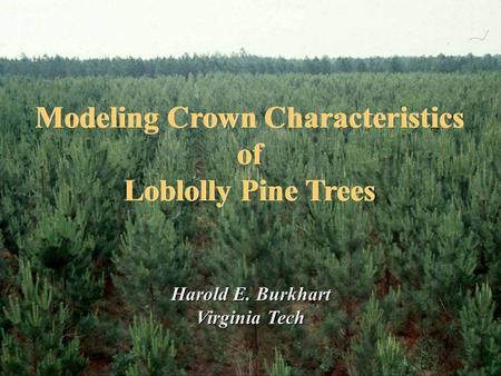 Modeling Crown Characteristics of Loblolly Pine Trees Modeling Crown Characteristics of Loblolly Pine Trees Harold E. Burkhart Virginia Tech.