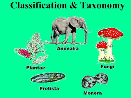 Classification & Taxonomy