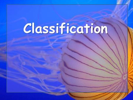 Classification. Vocabulary 1.Biodiversity2. Taxonomy 3.Taxon4. Kingdom 5.Domain6. Phylum 7.Division8. Class 9.Order10. Family 11. Genus12. Species 13.