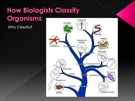 Why Classify?.  Organization is necessary when dealing with large numbers of something  It’s easier to work if there is a system of how to keep track.