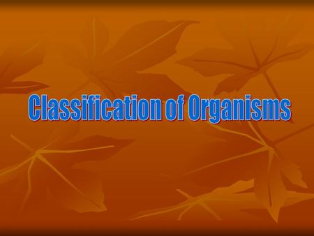 1. Why do we use a classification system? Organize living things into groups Give organisms names Trees Maples – Fir – Pine - Acer Abies Pinus.