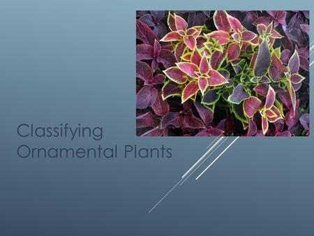 Classifying Ornamental Plants