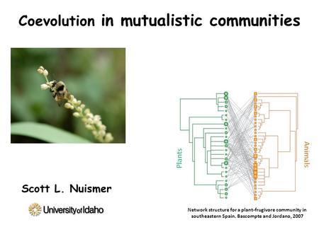 Coevolution in mutualistic communities Plants Animals Network structure for a plant-frugivore community in southeastern Spain. Bascompte and Jordano, 2007.