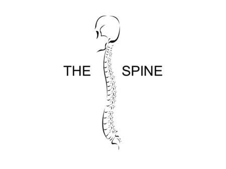 THE SPINE. STRUCTURES VERTEBRAE –7 CERVICAL Curve forward –12 THORACIC Curve backward –5 LUMBAR Curve forward –SACRUM –COCCYX Both fused Part of pelvic.