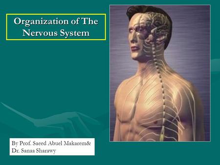 Organization of The Nervous System By Prof. Saeed Abuel Makarem& Dr. Sanaa Sharawy.