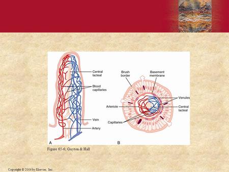 Figure 65-6; Guyton & Hall.