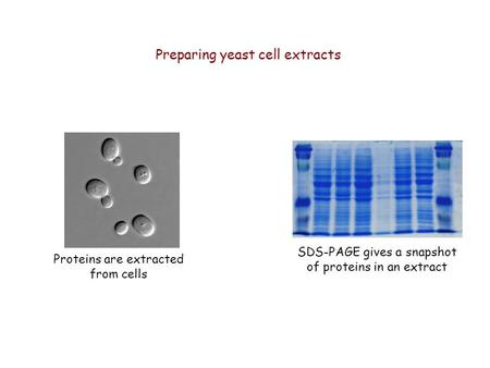 Preparing yeast cell extracts SDS-PAGE gives a snapshot of proteins in an extract Proteins are extracted from cells.