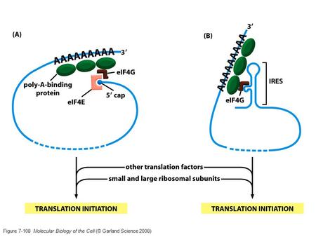 Figure 7-108 Molecular Biology of the Cell (© Garland Science 2008)