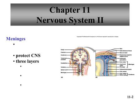 Chapter 11 Nervous System II