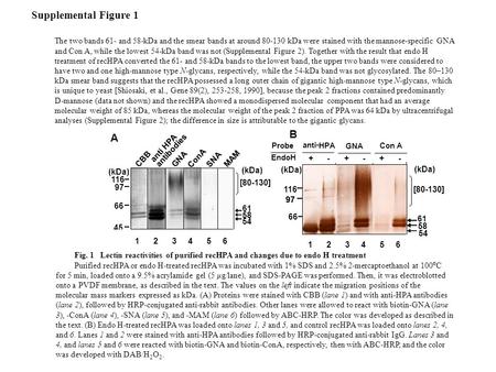 ConA A B anti HPA antibodies [80-130] 61 58 54 GNA (kDa) 66 97 116 45 SNA MAM (kDa) CBB 1 2 3 4 5 6 anti HPA + - + - + - Probe - GNA Con A 61 58 54 (kDa)