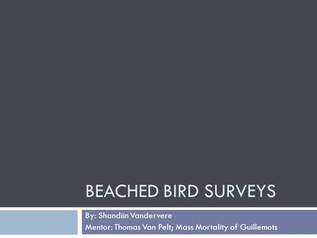 BEACHED BIRD SURVEYS By: Shandiin Vandervere Mentor: Thomas Van Pelt; Mass Mortality of Guillemots.