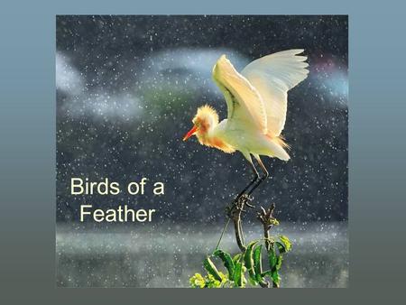 Birds of a Feather Birds are social animals – they communicate using visual signals, calls and songs, participate in social behaviors including cooperative.