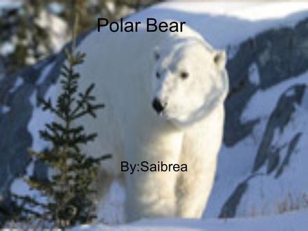 Polar Bear By:Saibrea. Description The polar bear is the Antarctic largest land animal. Polar bears are excellent swimmers and divers. They can swim for.