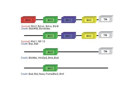 Holinger JBC 274, 13298-304, 1999 Stapled alpha-helix of BCL-2 domains (SAHB) Walensky Science 305, 1466-70, 2004.