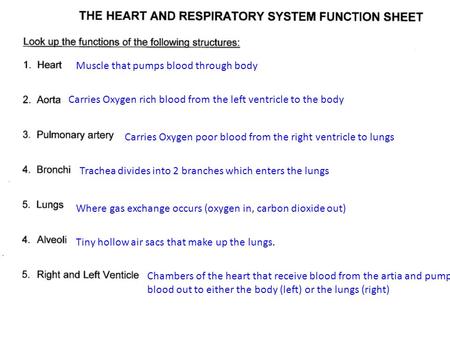 Muscle that pumps blood through body Carries Oxygen rich blood from the left ventricle to the body Carries Oxygen poor blood from the right ventricle to.