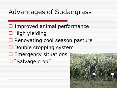  Improved animal performance  High yielding  Renovating cool season pasture  Double cropping system  Emergency situations  “Salvage crop” Advantages.