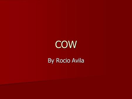 COW By Rocio Avila. Cows facts A cow weighs about 1400lbs A cow weighs about 1400lbs A cow has about 207 bones in its body A cow has about 207 bones in.