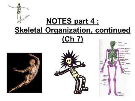 NOTES part 4 : Skeletal Organization, continued (Ch 7)