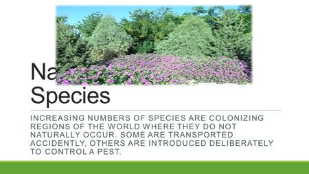 Native and Invasive Species INCREASING NUMBERS OF SPECIES ARE COLONIZING REGIONS OF THE WORLD WHERE THEY DO NOT NATURALLY OCCUR. SOME ARE TRANSPORTED ACCIDENTLY,