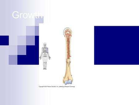 Growth. Identify 3 types of bone cells 1. 2. 3. 3 types of bone cells Osteocytes (osteons) – mature bone cells, in both spongy and compact bone Osteoclasts-