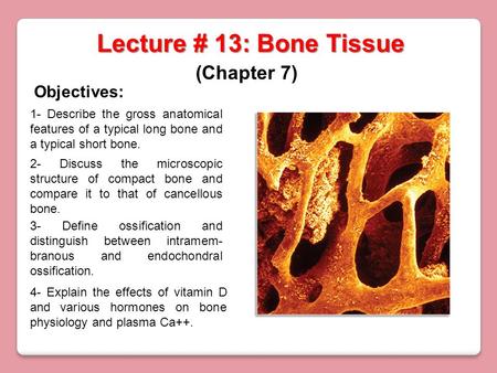 Lecture # 13: Bone Tissue (Chapter 7) Objectives: