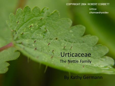 Urticaceae The Nettle Family By Kathy Germann Urtica chamaedryoides.