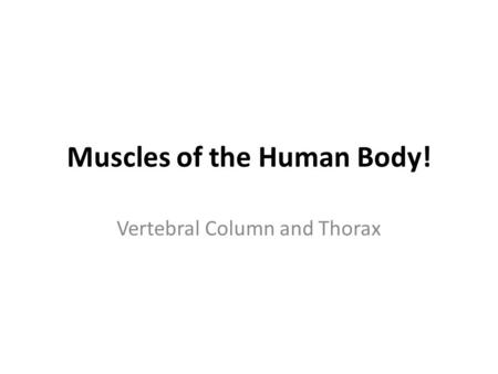 Muscles of the Human Body! Vertebral Column and Thorax.