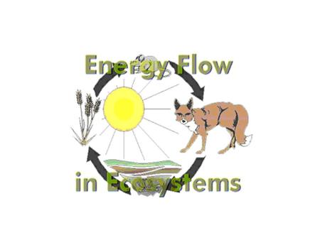 Photosynthesis Chlorophyll The cells in leaves contain chlorophyll Traps energy from the sun to produce energy- rich sugar molecules--carbohydrates 6CO.