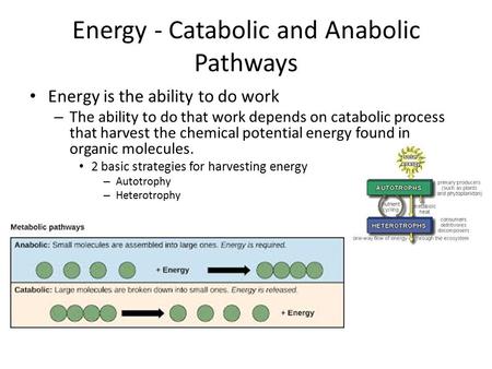 Energy - Catabolic and Anabolic Pathways Energy is the ability to do work – The ability to do that work depends on catabolic process that harvest the chemical.