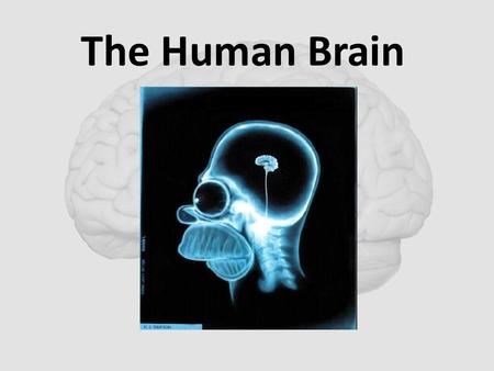 The Human Brain. Cerebellum: Compares intended movements with what is actually happening. Constantly receiving input Damage to cerebellum called ataxia.