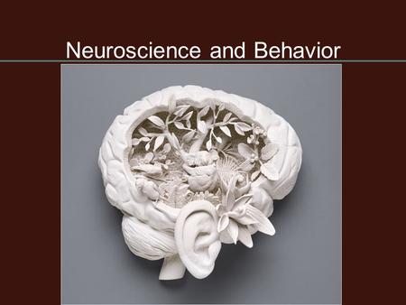 Neuroscience and Behavior. 2 Neurons Neurons are similar to other cells in the body because: Neurons are surrounded by a cell membrane. Neurons have a.