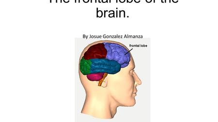 The frontal lobe of the brain. By Josue Gonzalez Almanza.