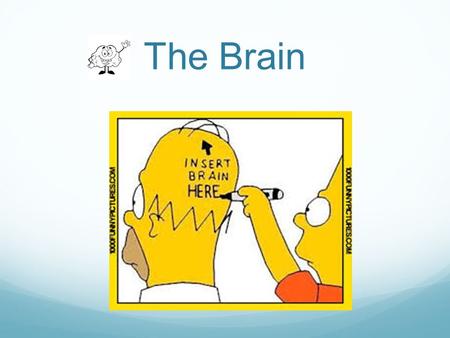 The Brain. Cerebrum The cerebrum is the largest part of the human brain, associated with: Higher brain function such as thought and action Each hemisphere.