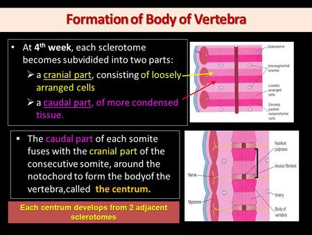 At 4 th week, e At 4 th week, each sclerotome becomes subvidided into two parts:  a cranial part, consisting of loosely arranged cells  a caudal part,