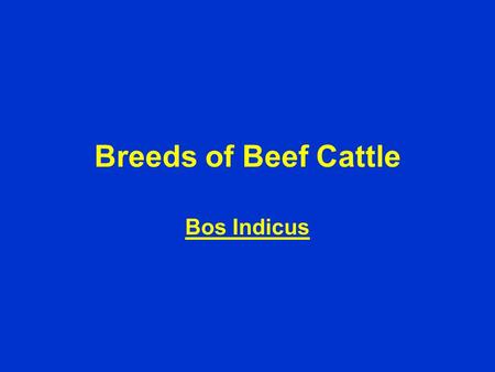 Breeds of Beef Cattle Bos Indicus. BRAHMAN Origin: developed in U.S. but descendant of cattle from India Color: predominately gray and red Distinctive.