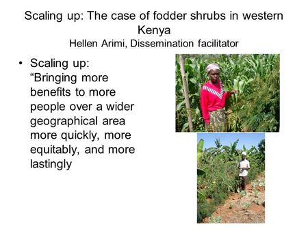 Scaling up: The case of fodder shrubs in western Kenya Hellen Arimi, Dissemination facilitator Scaling up: “Bringing more benefits to more people over.