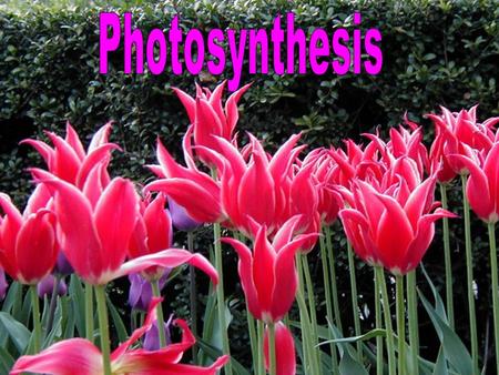 Overview: Energy from light is used to convert CO 2, H 2 O into sugar O 2 is a byproduct or “leftover” and is released Photosynthesis: In: 6CO 2 + 6H.