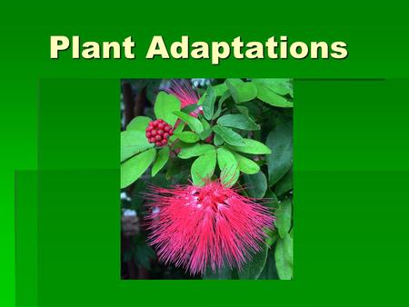 Plant Adaptations.