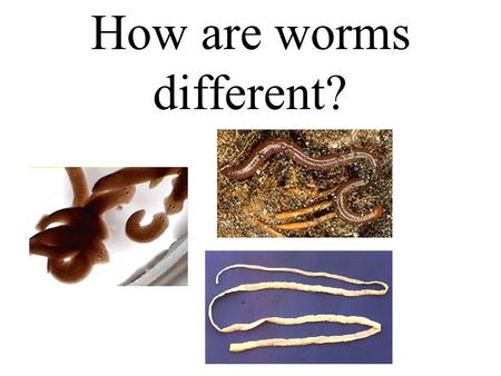 How are worms different?