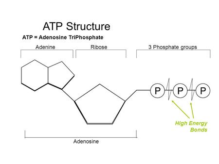 AdenineRibose3 Phosphate groups ATP Adenosine ATP Structure ATP = Adenosine TriPhosphate High Energy Bonds.