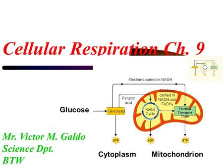 Cellular Respiration Ch. 9 Mr. Victor M. Galdo Science Dpt. BTW Glucose CytoplasmMitochondrion Electron Transport Chain Glycolysis Krebs Cycle Electrons.