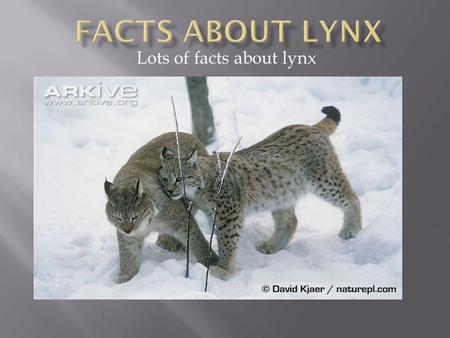 Lots of facts about lynx. You can see the tuffs on tis lynxes ears.