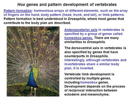 Hox genes and pattern development of vertebrates Pattern formation: harmonious arrays of different elements, such as the array of fingers on the hand,